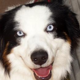 Miniature American Shepherd All Grown Up from Treasures Miniature American Shepherds