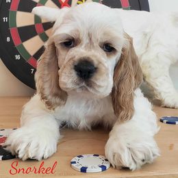 Cocker Spaniel Puppies from Stephanie Begley