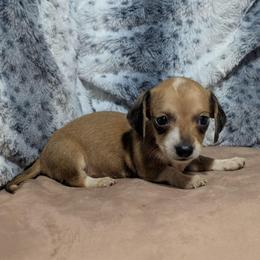 1 - Thunder Storm - Cream female Dachshund puppy in Central Point, Oregon from MRS Long Dog Ranch