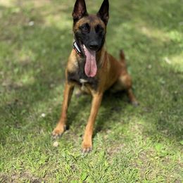 Aris - Belgian Malinois