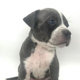 Chloe - Blue American Bully puppy in Florida from Formidabull Kennels