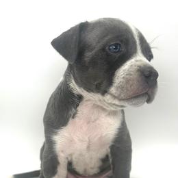 Chloe - Blue American Bully puppy in Florida from Formidabull Kennels