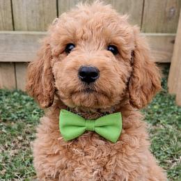Bentley - light green collar - Apricot male Goldendoodle puppy in Hendersonville, Tennessee from Ben's Best Buddy Goldendoodles