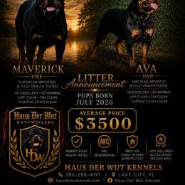 Blue boy - Black and mahogany male Rottweiler puppy in Lake City, Florida from Haus Der Wut Kennels