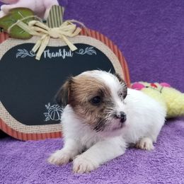 Russell Terrier Puppies from Hearthrob Haven