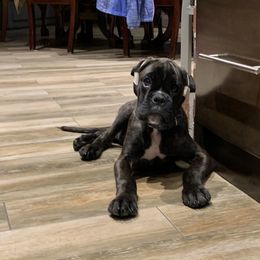 Boxer Puppies from Aleman Euro Boxers
