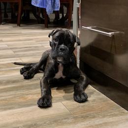 Boxer Puppies from Aleman Euro Boxers