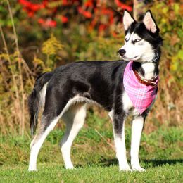 Siberian Huskies from B&H Husky Farm