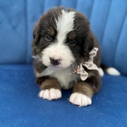 Gretl UNFURNISHED - Tri-color female Bernedoodle puppy in Bellville, Ohio from Bernedoodle Buddies