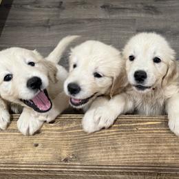 Golden Retrievers from English Cream Golden Retrievers of Tampa Bay