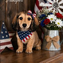 Harlow Now Juniper - Cream female Dachshund puppy in Greenfield, Ohio from Buck Run Creek Dachshunds