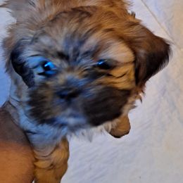 Shih Tzu Puppies from N.F.S.T Imperial ShihTzu Puppies.