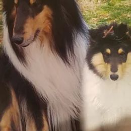 Collies from Chivalry Hill Collies
