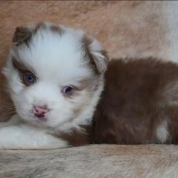 Hotshot - Red merle male Miniature Australian Shepherd puppy in Sw, Wisconsin from Driftless Australian Shepherds