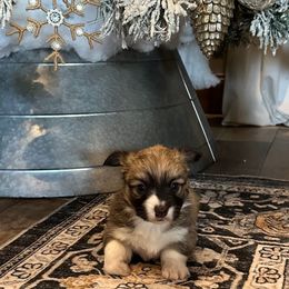 Babs - Sable female Pembroke Welsh Corgi puppy in Cashion, Oklahoma from Shabby Chic Corgis