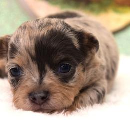 Paisley - Blue merle female Chihuahua puppy in Clinton, Missouri from RockyTop Hearts