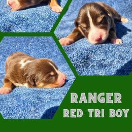 Ranger - Red tri-color male Australian Shepherd puppy in Abilene, Texas from S&K Aussies N' Rotties