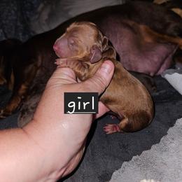 Girl 2 - Cream female Dachshund puppy in Lansing, Michigan from Black Thunder 517 Dachshunds and frenchies