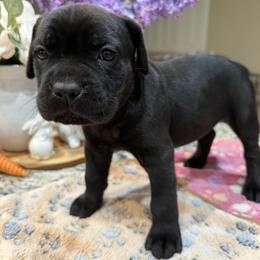 Girl 3 - female Cane Corso puppy in Murrieta, California from KJ Cane Corso