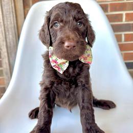 Otter - Chocolate male Goldendoodle puppy in Pulaski, Tennessee from Doodle My Heart