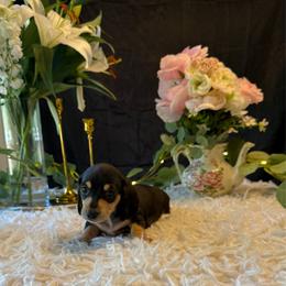 Black and cream - Black and cream female Dachshund puppy in Missoula, Montana from Rocky Mountain Dachshunds