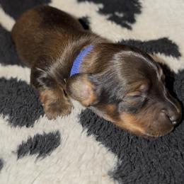 Dark blue - Brindle male Dachshund puppy in Mountain Home, Arkansas from Southern Charm Kennels