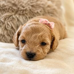 Goldendoodle and Maltipoo Puppies from ENC Goldendoodles And Maltipoos