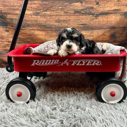 Ace - Tri-color male Bernedoodle puppy in Lancaster, Missouri from Cavapoo Acres