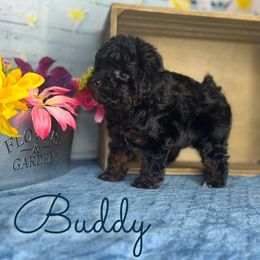 Buddy - Phantom male Poodle puppy in Saint Cloud, Florida from Rising Star Kennels
