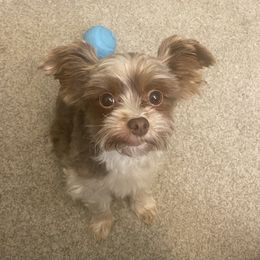 Yorkshire Terrier puppies from NNYYorkies