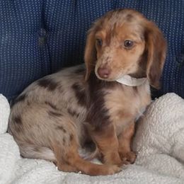 Dachshunds from Muttigrees