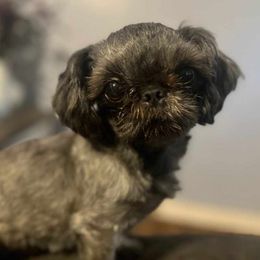 Teddy - Shih Tzu
