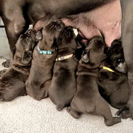 Cane Corso Puppies from Rock Creek Cane Corso