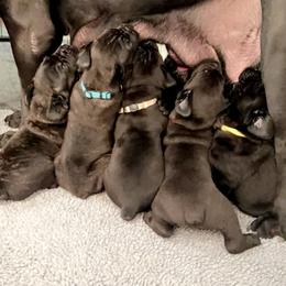 Cane Corso Puppies from Rock Creek Cane Corso
