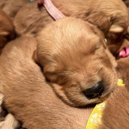 Golden Retriever Puppies from Thousand Lake Retrievers