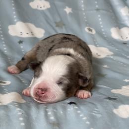Jameson - Blue merle male Miniature Australian Shepherd puppy in Wesley Chapel, Florida from August Oaks Aussies