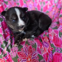 Wallis - Tri-color male Pomsky puppy in Mc Callsburg, Iowa from SZ Rolling Acres LLC