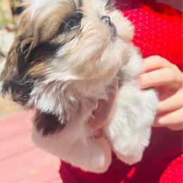 Male 2 - Red and white male Shih Tzu puppy in Paso Robles, California from Encanto Shih Tzus by Darlene Madrigal