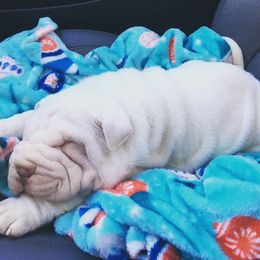 Chinese Shar-Pei Puppies from Polka Pei Chinese Shar Pei