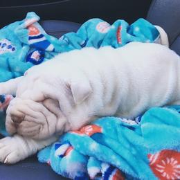 Chinese Shar-Pei Puppies from Polka Pei Chinese Shar Pei