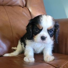 Blossom - Tri-color female Cavalier King Charles Spaniel puppy in Caledonia, Michigan from Magnolia Acres