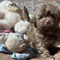 Russian Tsvetnaya Bolonkas from Castlebar