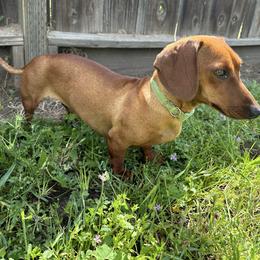 Peach - Dachshund