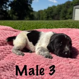 Beau - Black roan male German Shorthaired Pointer puppy in Axton, Virginia from Red Clay Kennels