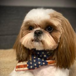 Prince - Shih Tzu