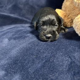 Opal - Black female Miniature Schnauzer puppy in Winterville, Georgia from Patty’s Little Pups