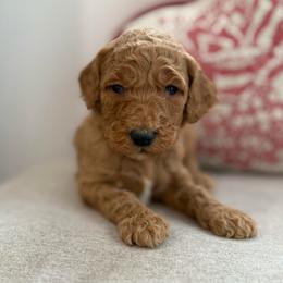 Blue collar boy - Red  male Goldendoodle puppy in Ridgewood, New Jersey from Jessie’s Doodles