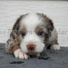 Girl 5 - Red merle female Miniature Australian Shepherd puppy in Lubbock, Texas from Texas Bluebonnet Herders