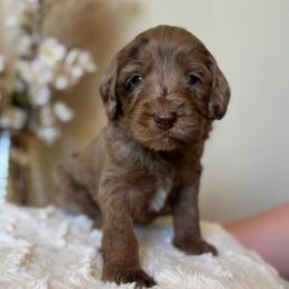 Chip - Merle male Goldendoodle puppy in Caldwell, Idaho from Leila Pearson