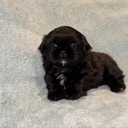 Ziggy - Black male Shih Tzu puppy in California from Boodaboo Shih Tzu’s